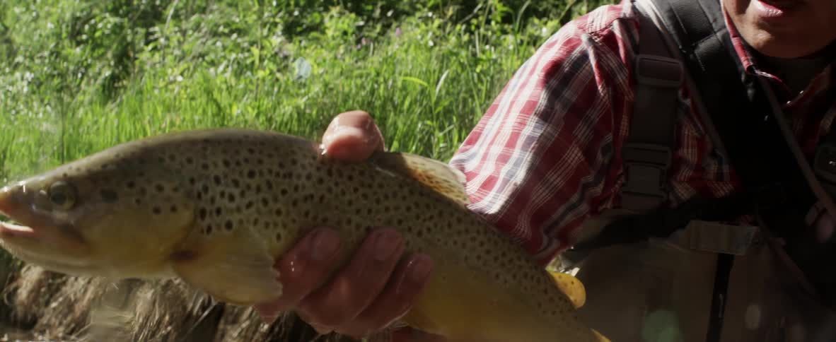 A fisherman removes a fish straight from the water