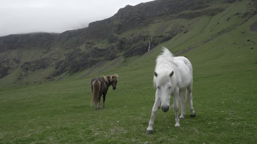 Horses graze in a grassy area