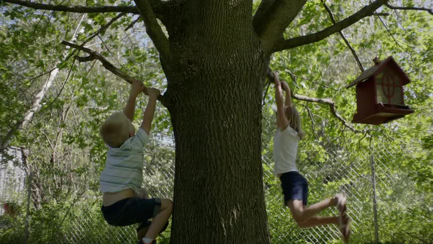 A young boy and girl are swinging from low branches of a large tree