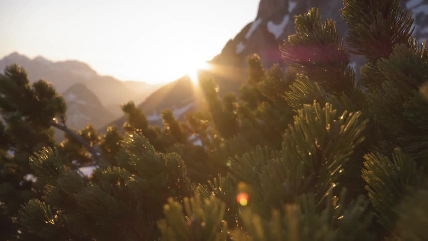 Conifer branches backed by mountain side as sun rises