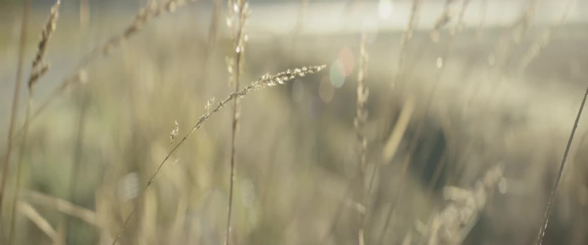 Tall weeds sit still