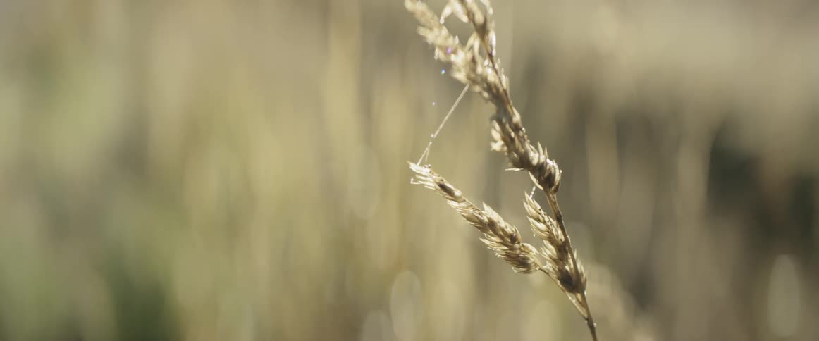 Wheat growing in a field