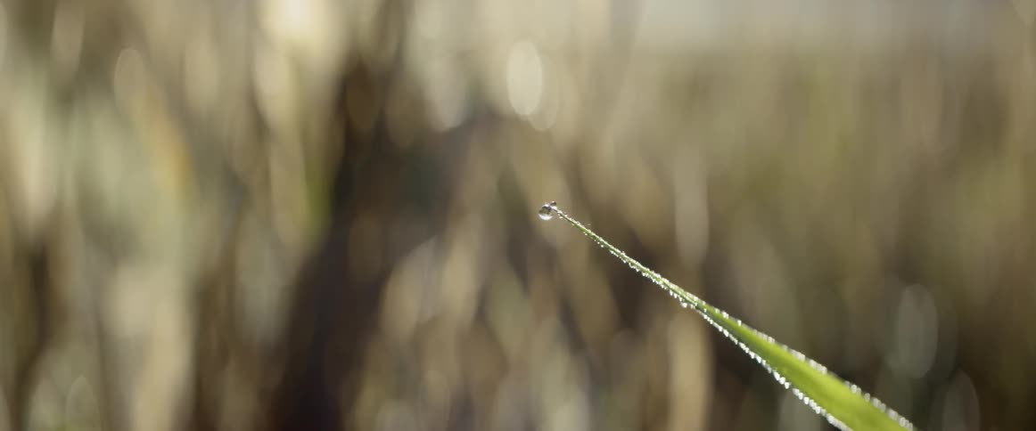 A close up view of a dew in a leaf