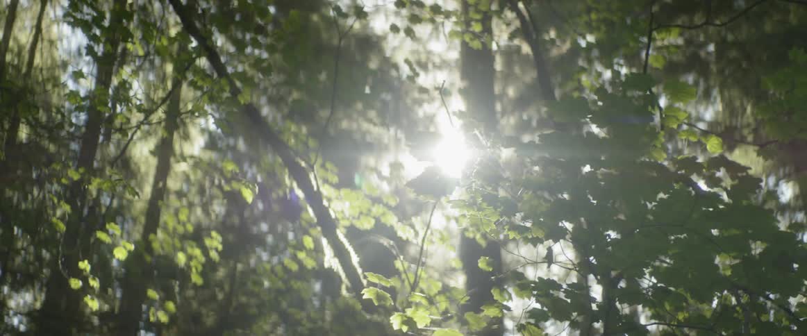 The sun shines through the leaves