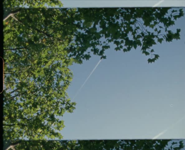 A tree in the sunlight with a plane in the sky in the background