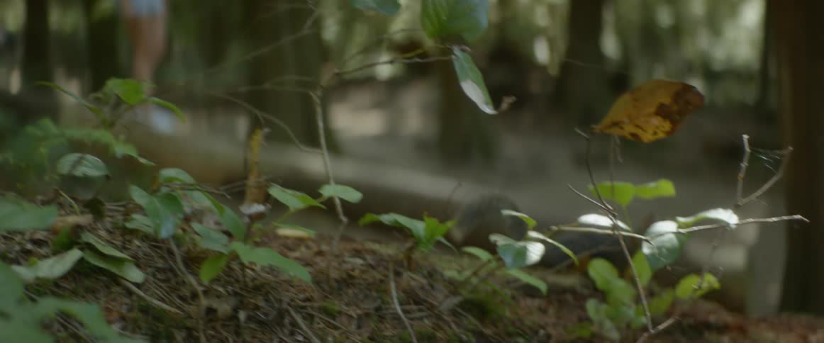 A squirrel in the forest