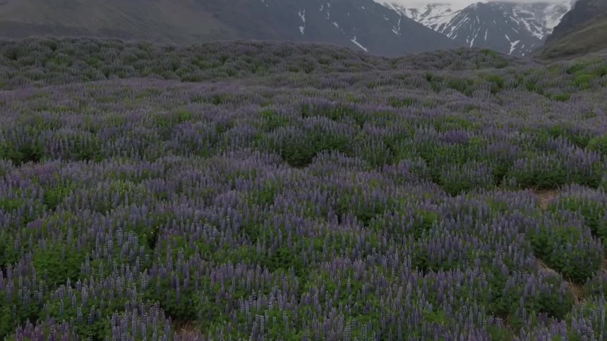 Mountain top covered in heather, with snow covered peaks in background