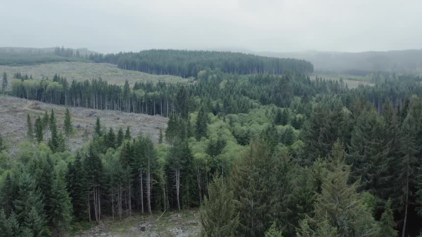 An aerial view of fir forest