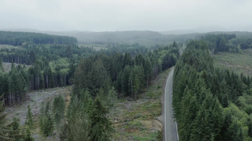 An aerial view of a fir forest