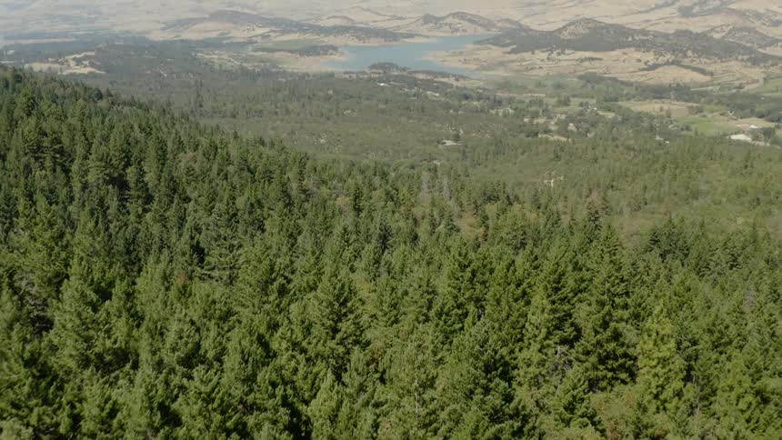 An aerial view of a fir forest