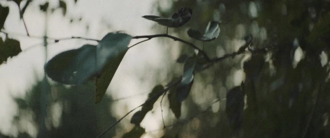 Leaves on a shrub under a dreary sky