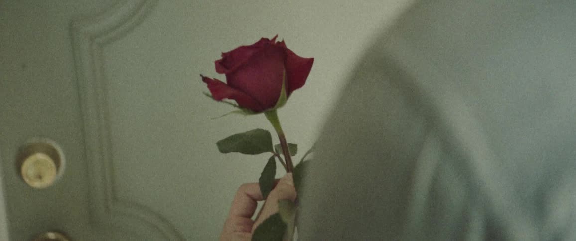 A single rose is held in hand