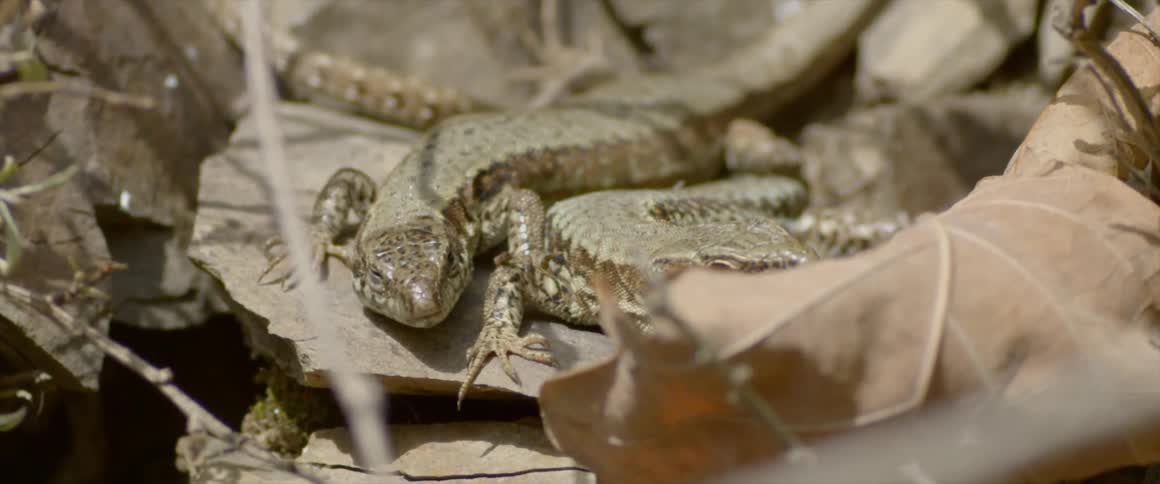 Lizard laying on a rock