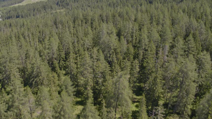An aerial scenery of a fir forest