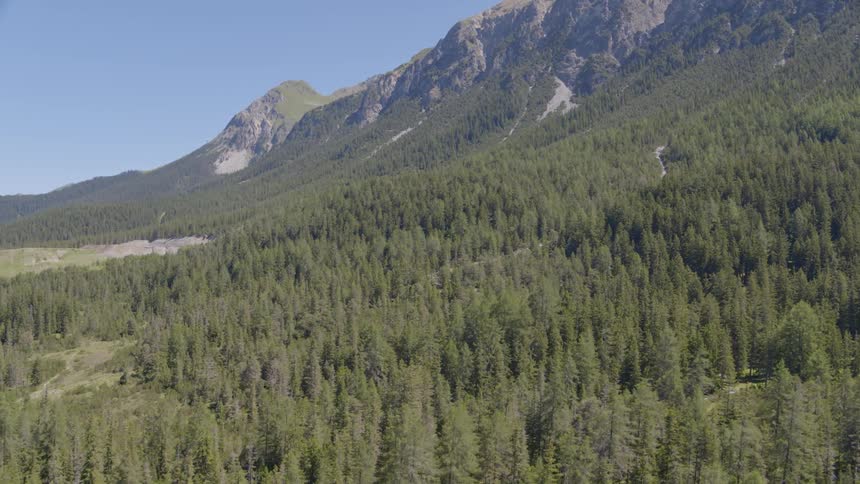 Aerial view of pine forest near mountain range
