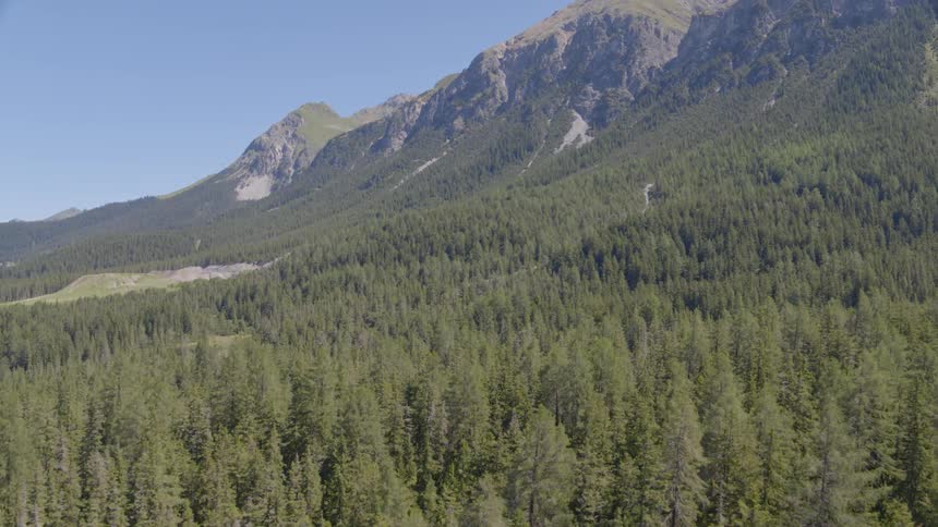 Trees are covering the mountain area
