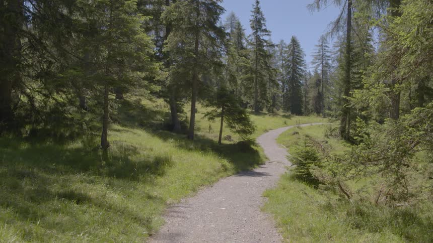 Dirt path going through pine forest at day