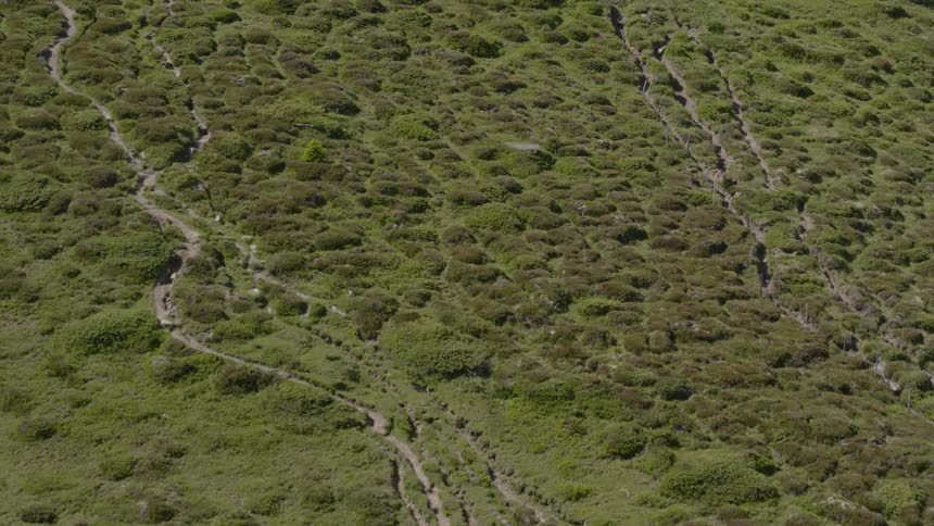 Grassy flat area with paths grooved through it