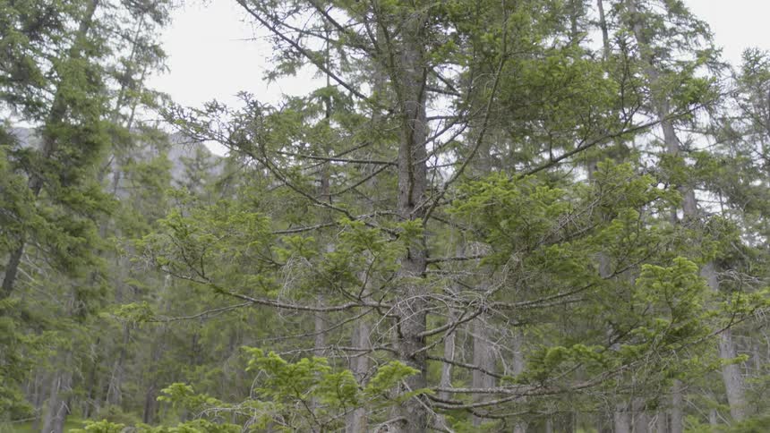 A tree with new leaves