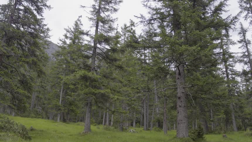 Conifer forest backed by a mountain