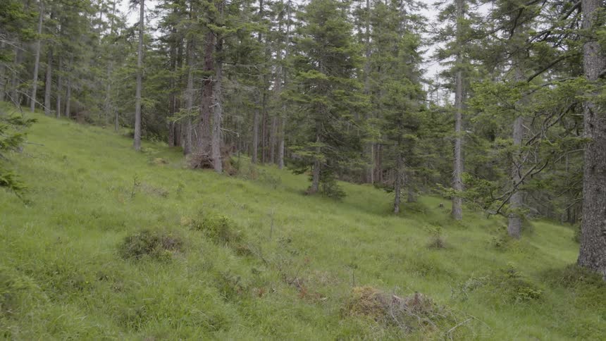 A scenery of a forest at the cloudy day