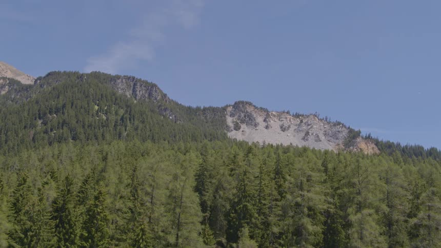 A scenery of a forest at day