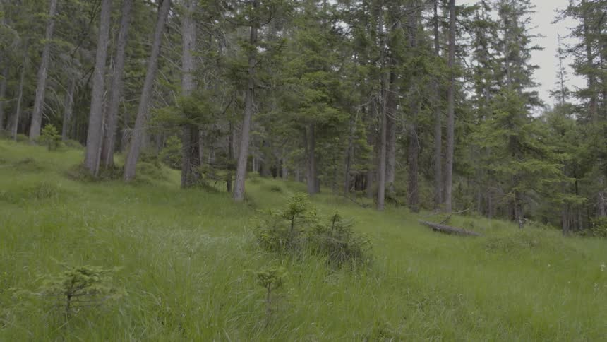 Grass trees and brush on a slope