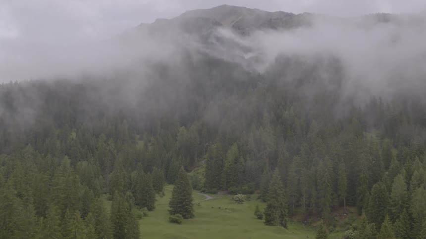 A forest below a mountain shrouded in mist