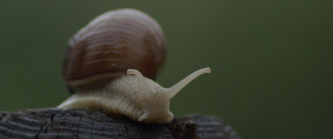 A snail retracting antenna resting on a wooden stump