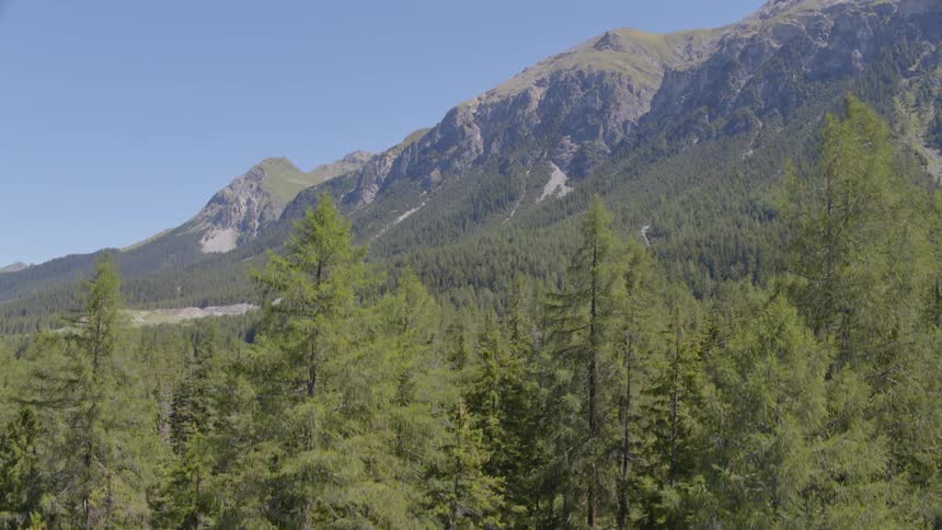 A forest with hills behind it