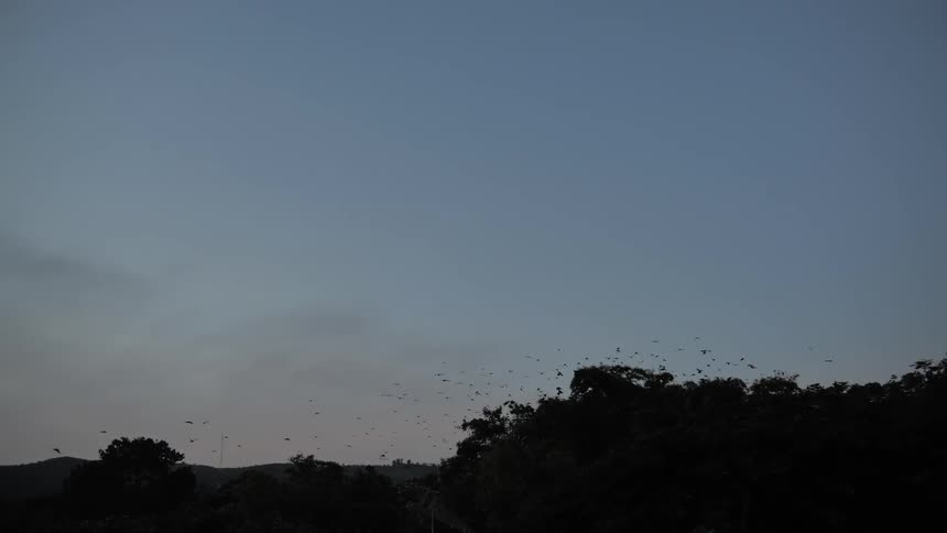 Dozens of birds fly in the same direction above a line of trees