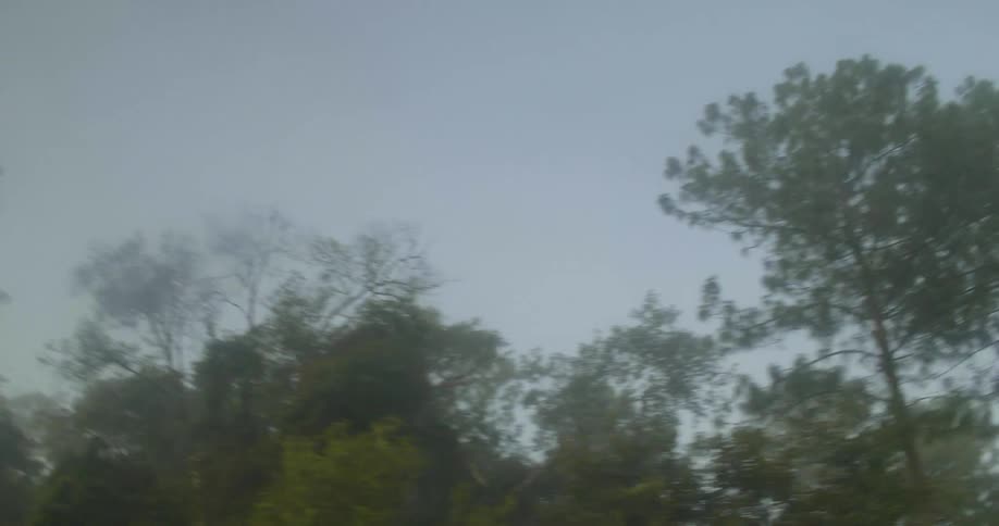 A view of a tree from the bottom