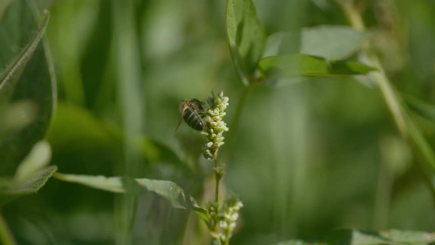 Bee crawls over flowers on stalk then flies away
