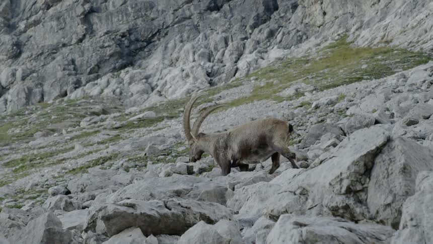Mountain goat walking over rocks on the slope of a mountain