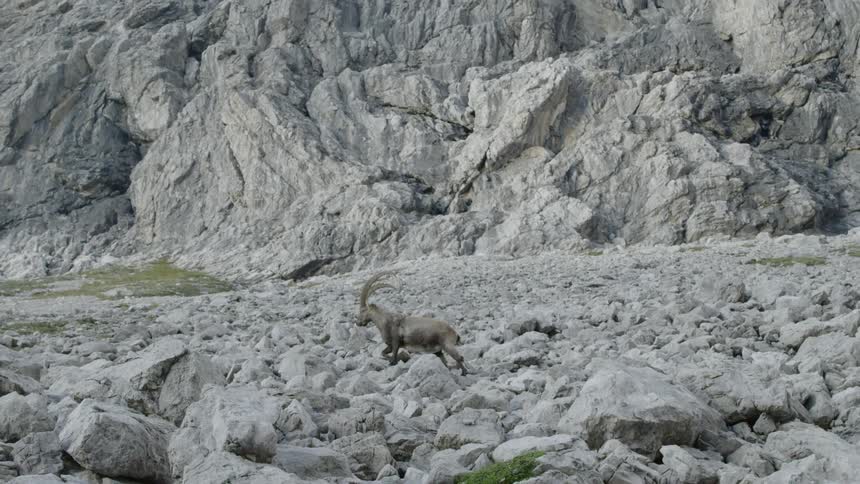 A deer in a rocky mountain