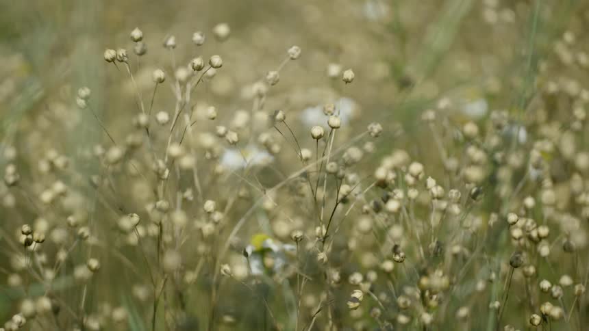 A garden of daisy buds