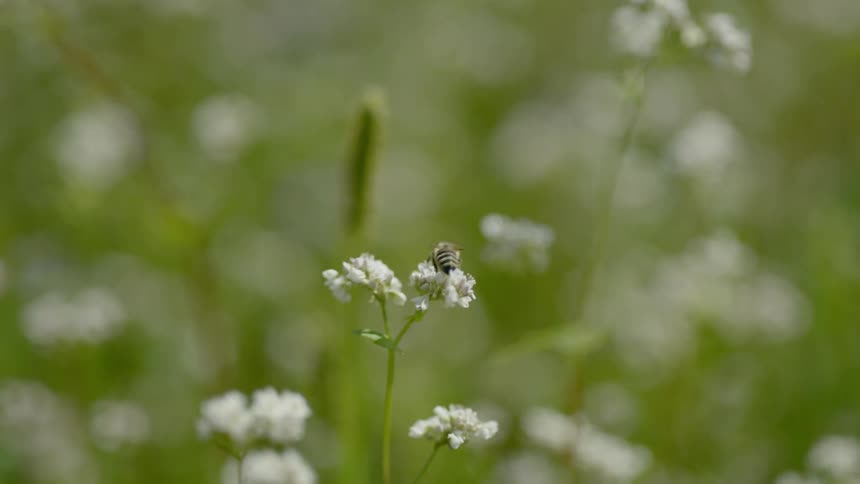 A close up view of a bee in a petal