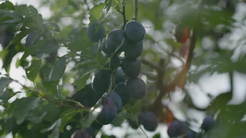 Berries are grown from a tree