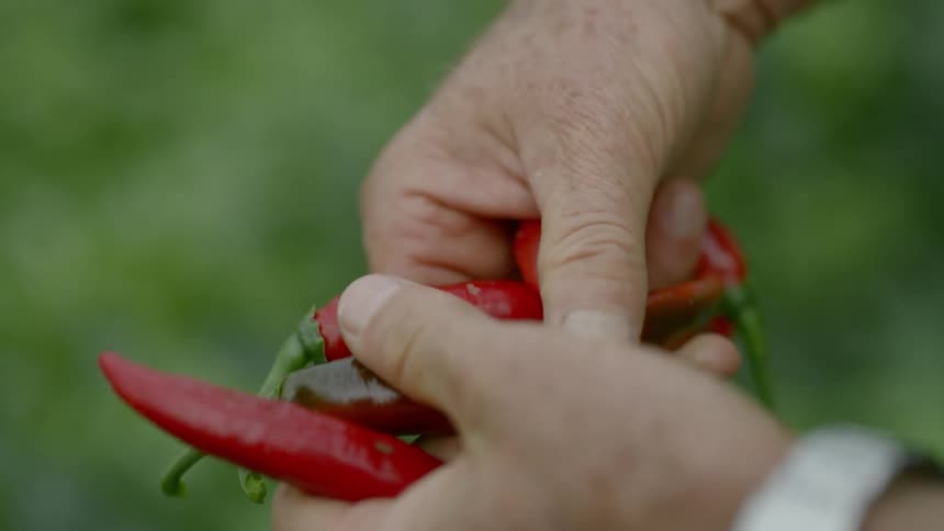 Man holds red chili peppers in the field
