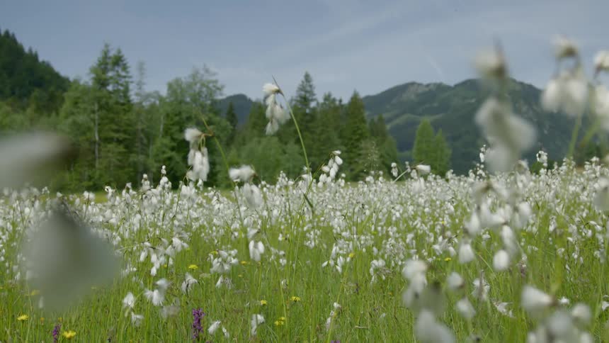 A flower field near mountain