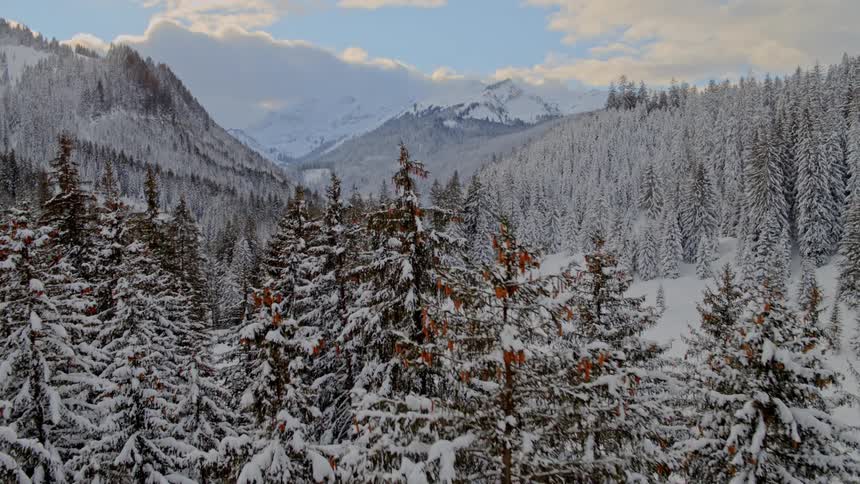 A snow covered forest in a mountainous region