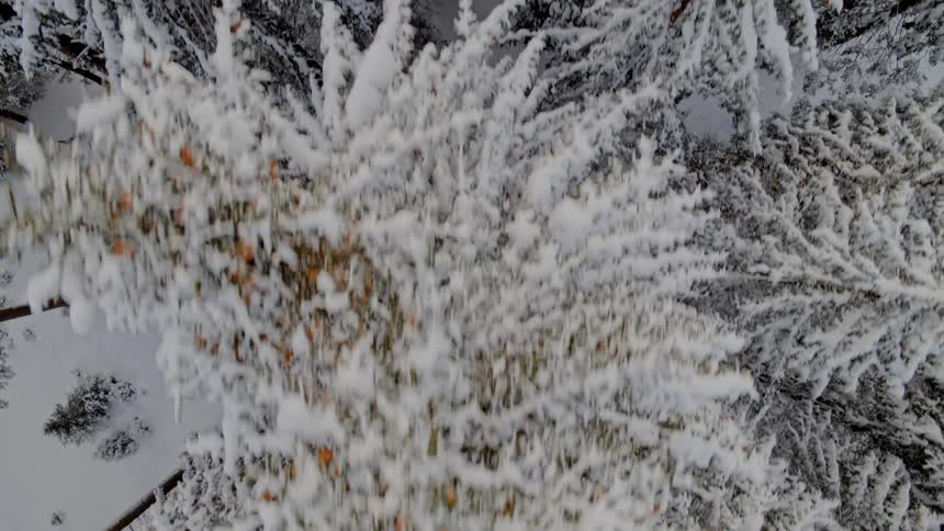 Aerial of fresh fallen snow on trees in the forest