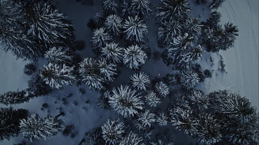 A bird eye view of a fir forest