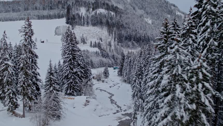 Snow covered trees