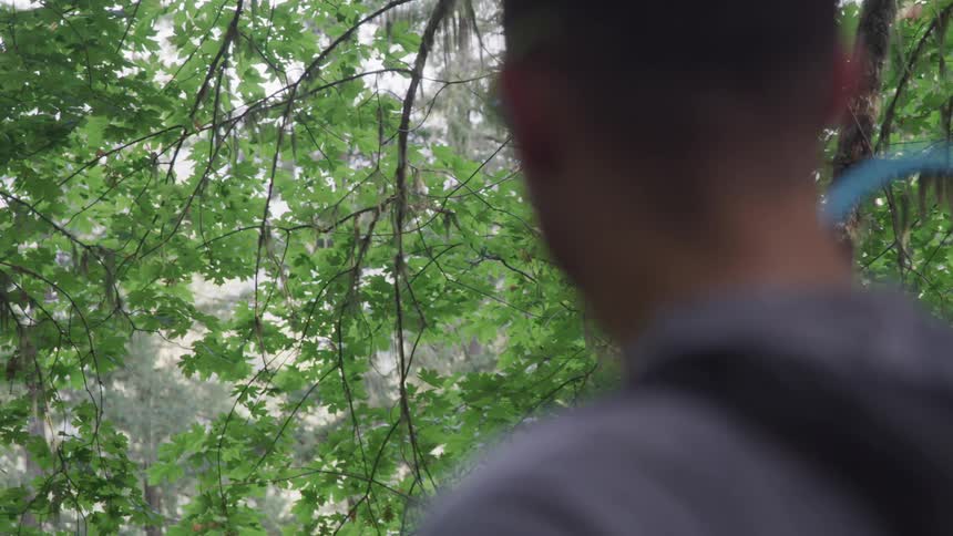 Man looks at the trees in the forest