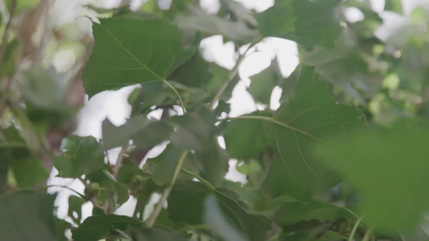 Leaves blowing in the wind