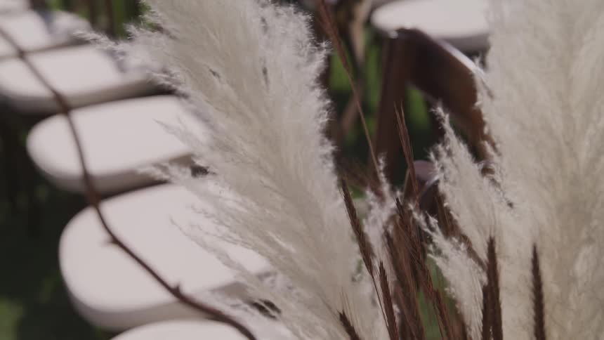 White and brown plants waving in the wind next to rows of chairs