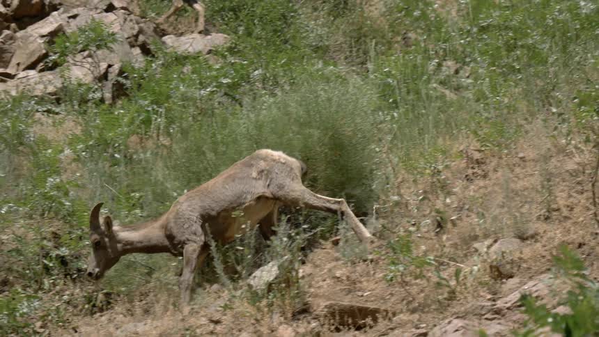 A mountain goat walks on a hill