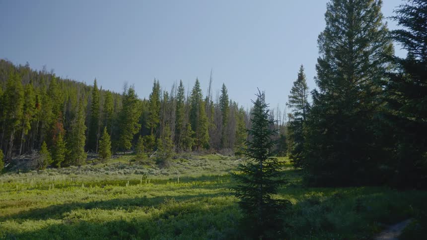 Static shot of numerous pine trees
