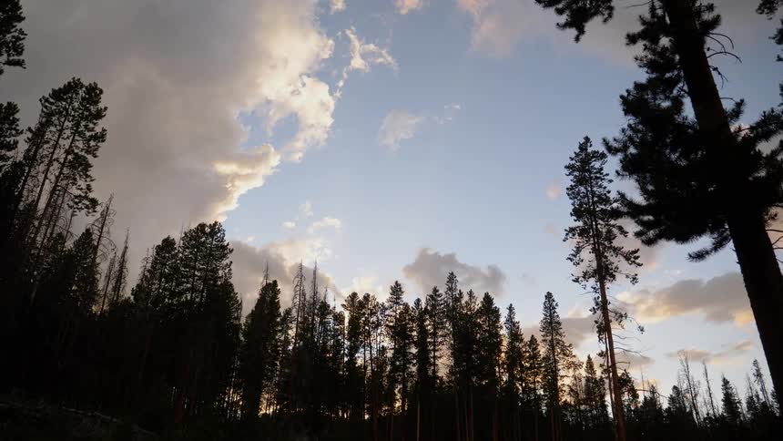 A scenery of a fir forest at dawn